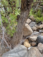 Salix mucronata