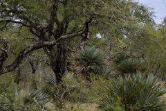 Trithrinax campestris