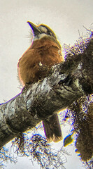 Hapaloptila castanea