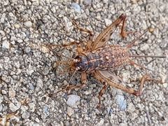 Gryllomorpha longicauda