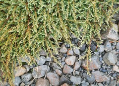 Lepidothamnus laxifolius