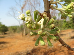Cordia macleodii