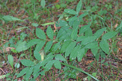 Lathyrus laevigatus occidentalis