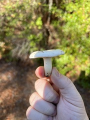 Russula perlactea
