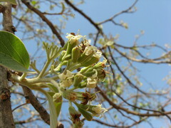 Cordia macleodii