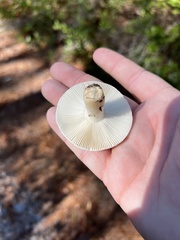Russula perlactea