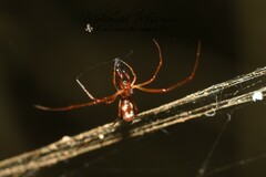 Argyrodes argyrodes