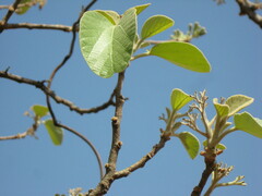 Cordia macleodii