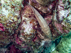Cephalopholis cruentata