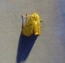 Apoda limacodes