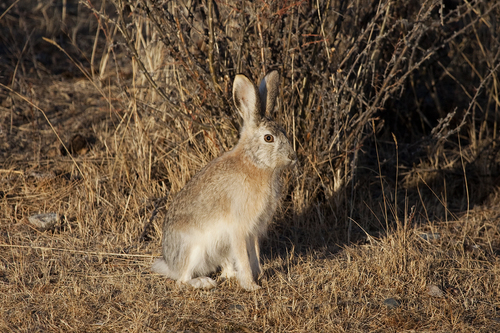 Tolai Hare