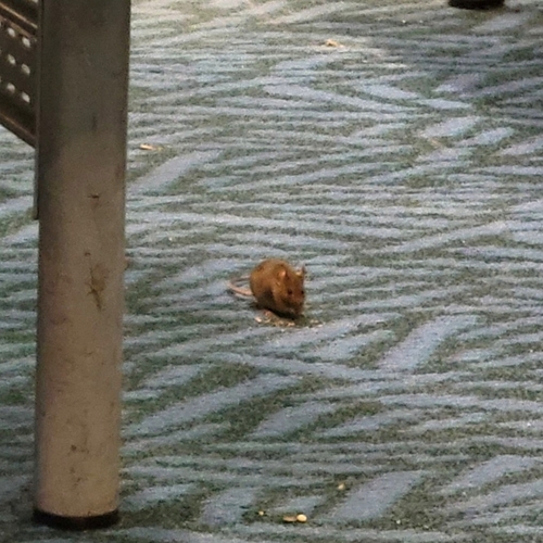 House Mouse