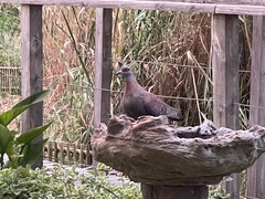 Columba guinea phaeonota