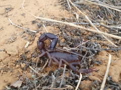 Parabuthus granulatus