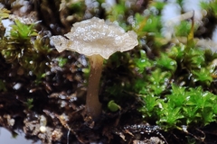 Arrhenia rickenii