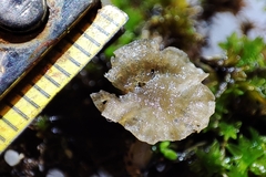 Arrhenia rickenii