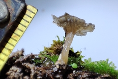 Arrhenia rickenii