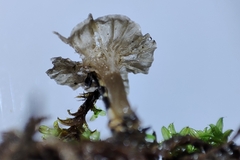 Arrhenia rickenii