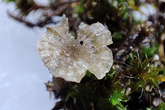 Arrhenia rickenii