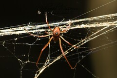 Argyrodes argyrodes