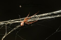 Argyrodes argyrodes