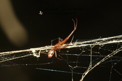Argyrodes argyrodes
