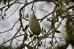 Aspidosperma quebracho-blanco