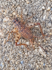 Gryllomorpha longicauda