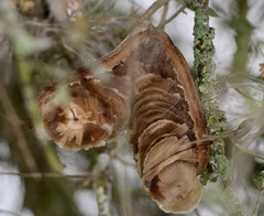 Aspidosperma quebracho-blanco
