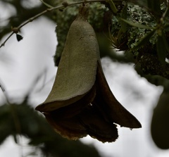 Aspidosperma quebracho-blanco