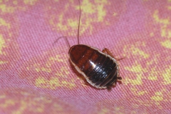 Loboptera decipiens