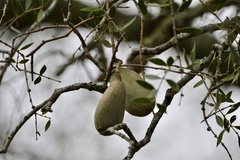 Aspidosperma quebracho-blanco