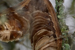 Aspidosperma quebracho-blanco