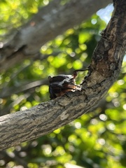 Aratus pisonii