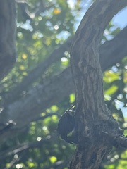Aratus pisonii