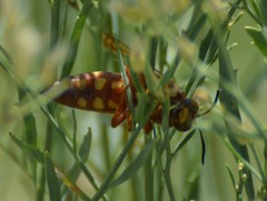 Sphecius