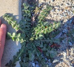 Centaurea melitensis