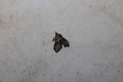 Penthesilea difficilis