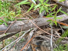 Salix mucronata