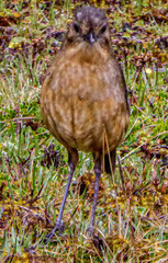 Grallaria quitensis