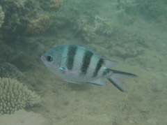 Abudefduf natalensis