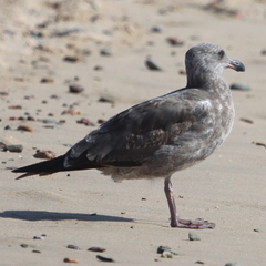 Larus occidentalis