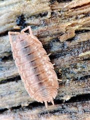 Porcellio