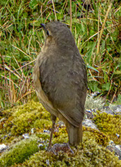 Grallaria quitensis