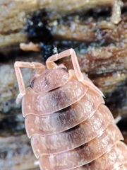 Porcellio