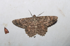 Epimecis matronaria