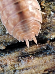 Porcellio