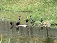 Nannopterum brasilianum