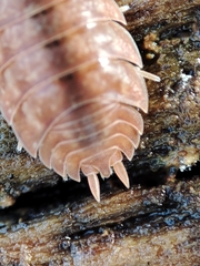 Porcellio