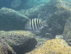 Abudefduf septemfasciatus